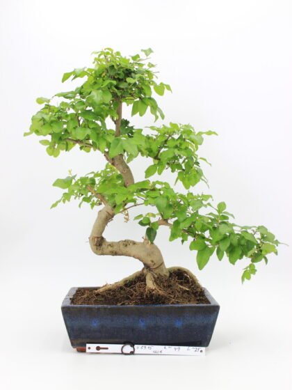 Ligustrum bonsai