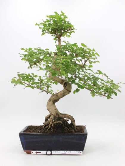 Ligustrum bonsai