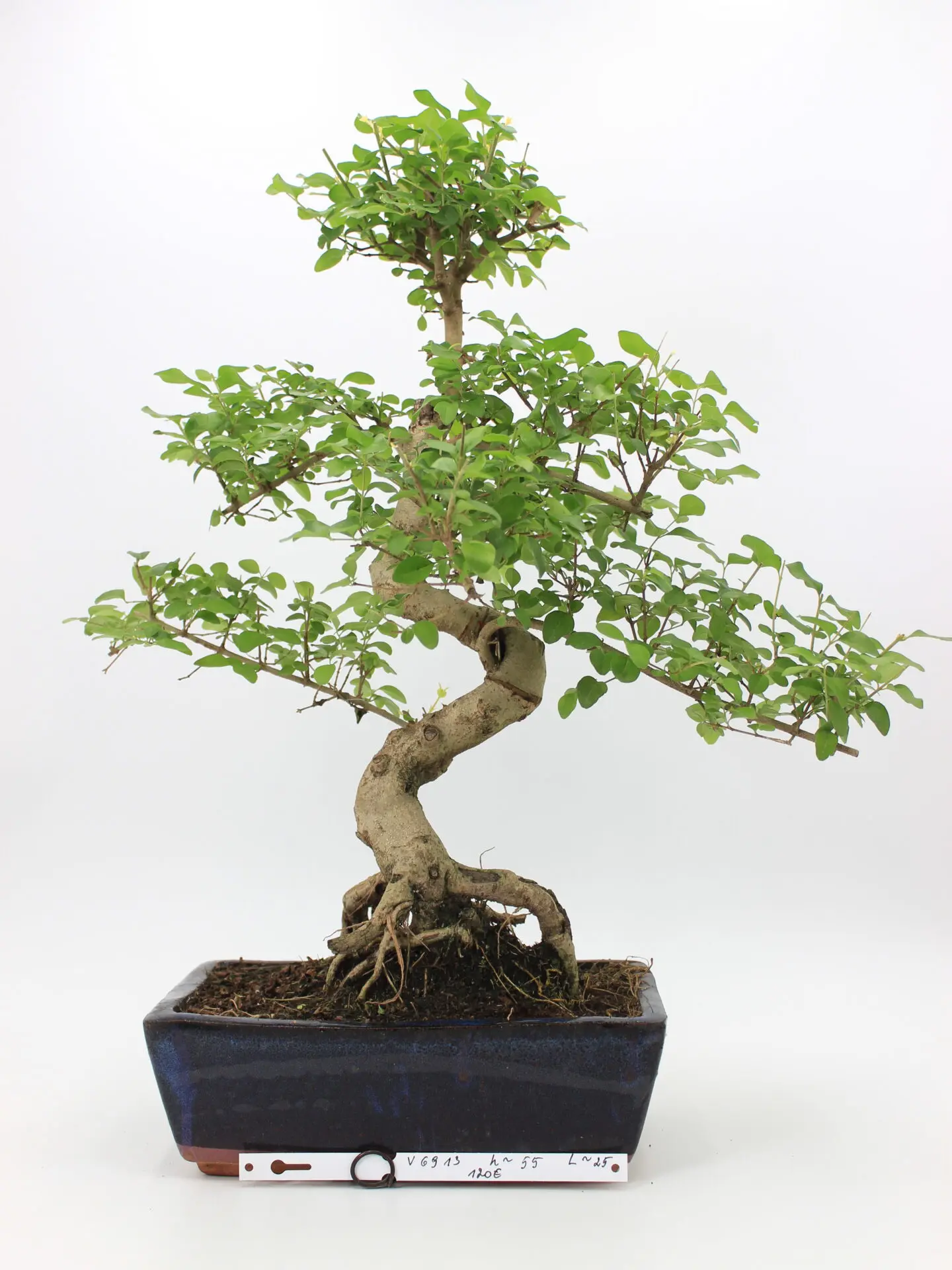 Ligustrum bonsai