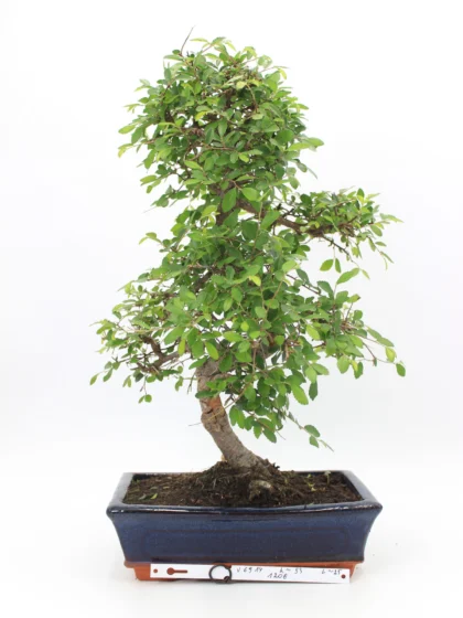 zelkova bonsai