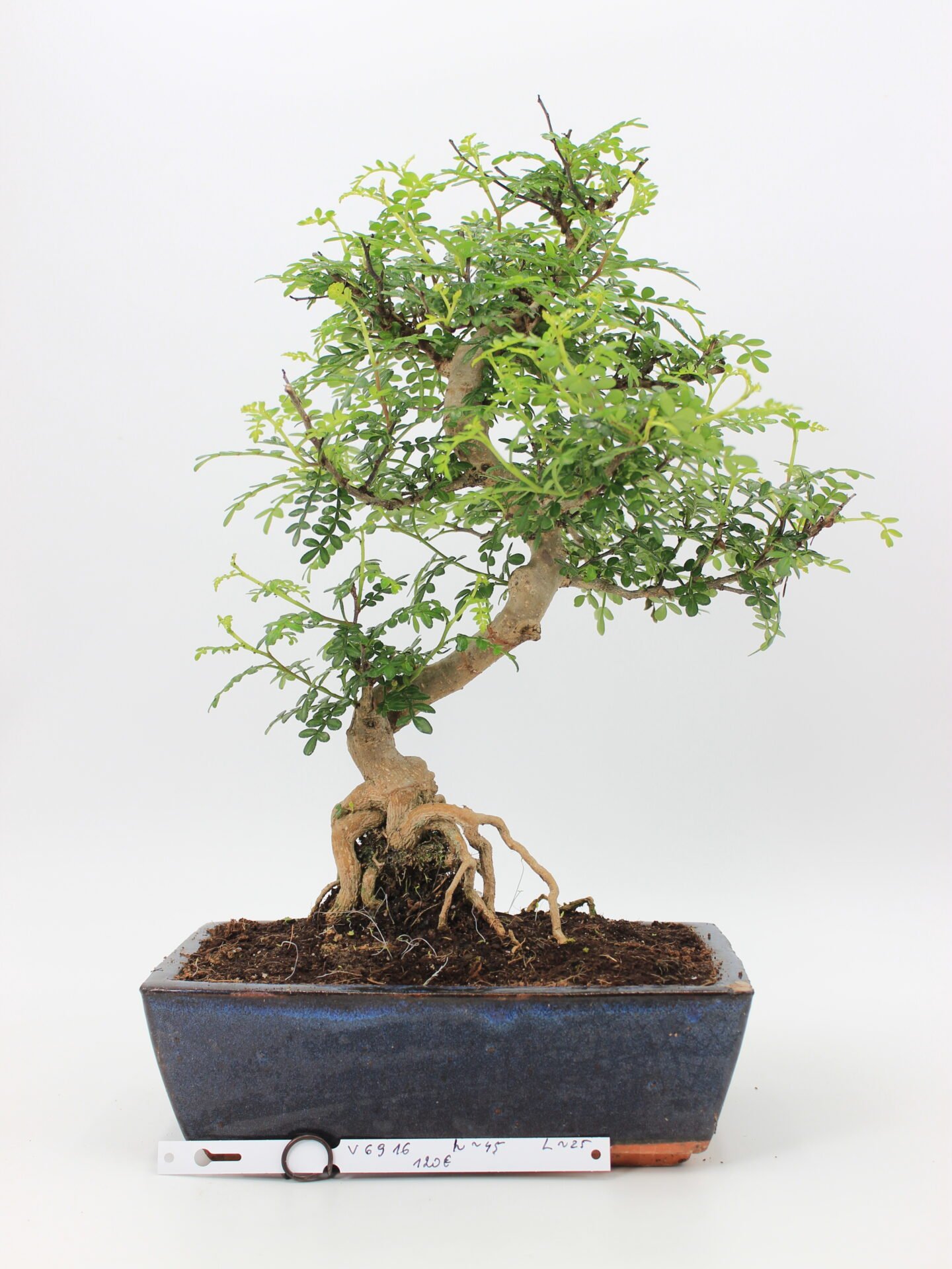 zanthoxylum bonsai