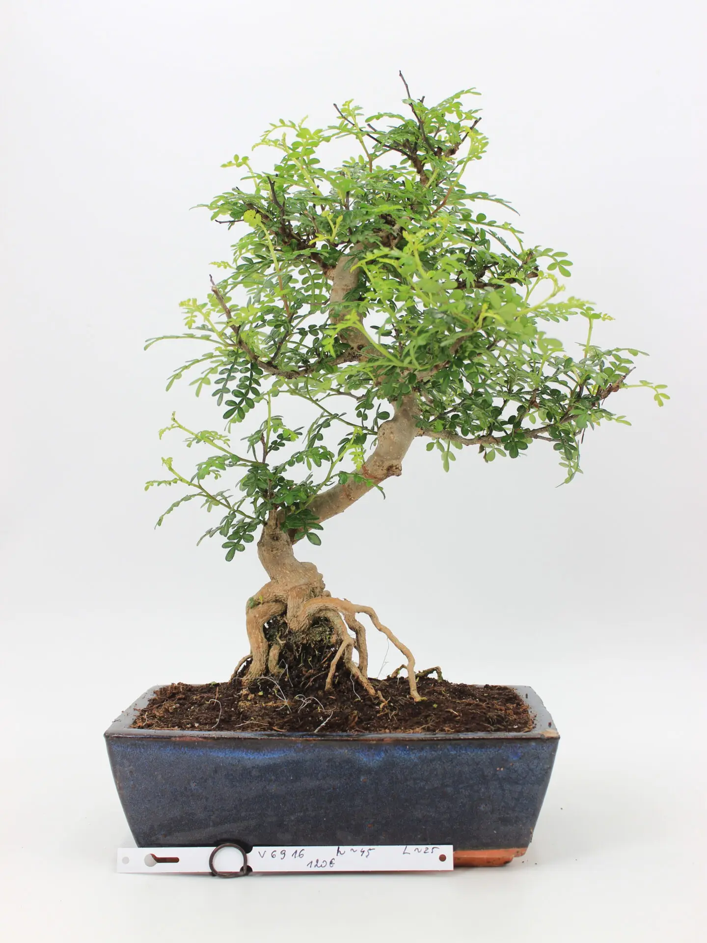 zanthoxylum bonsai