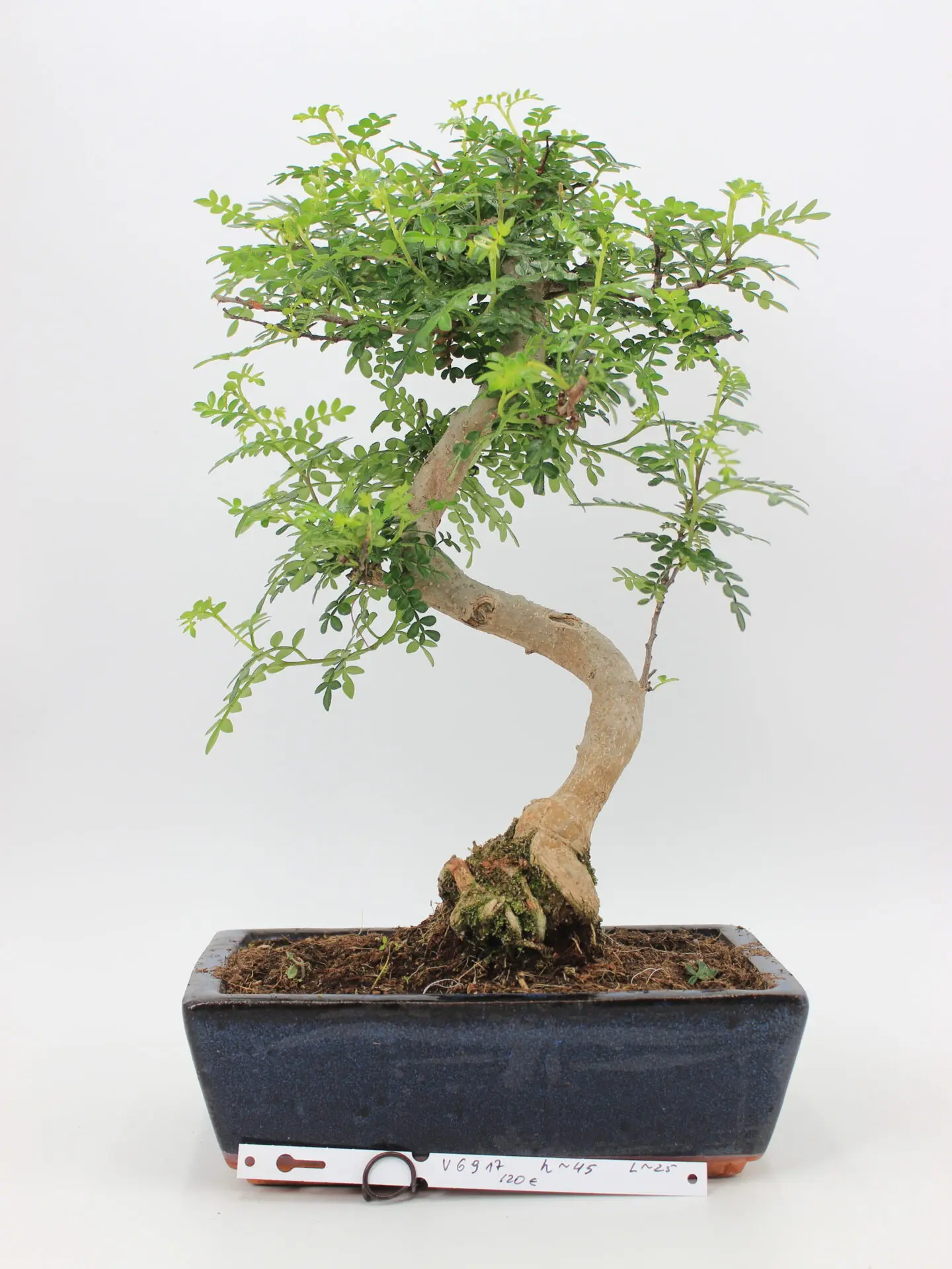 zanthoxylum bonsai