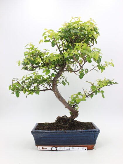 Kininė vyšnia bonsai sageretia