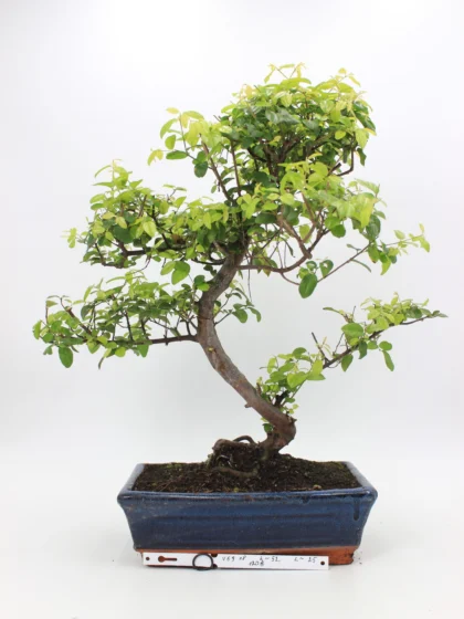 Kininė vyšnia bonsai sageretia