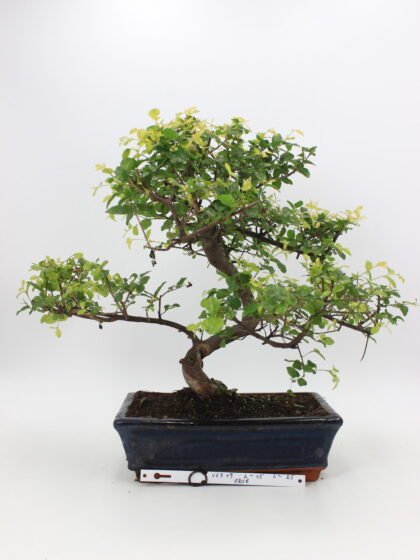 Kininė vyšnia bonsai sageretia