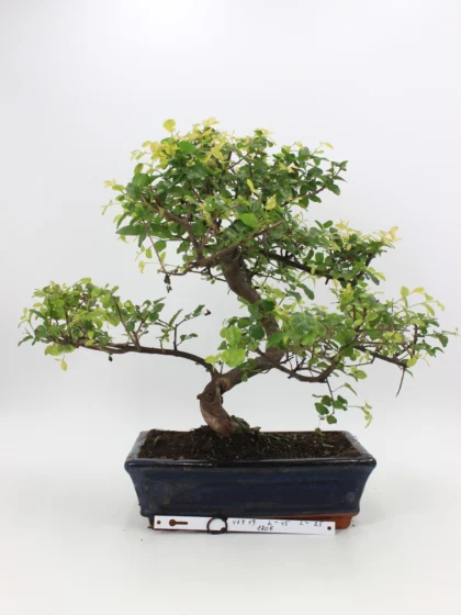 Kininė vyšnia bonsai sageretia