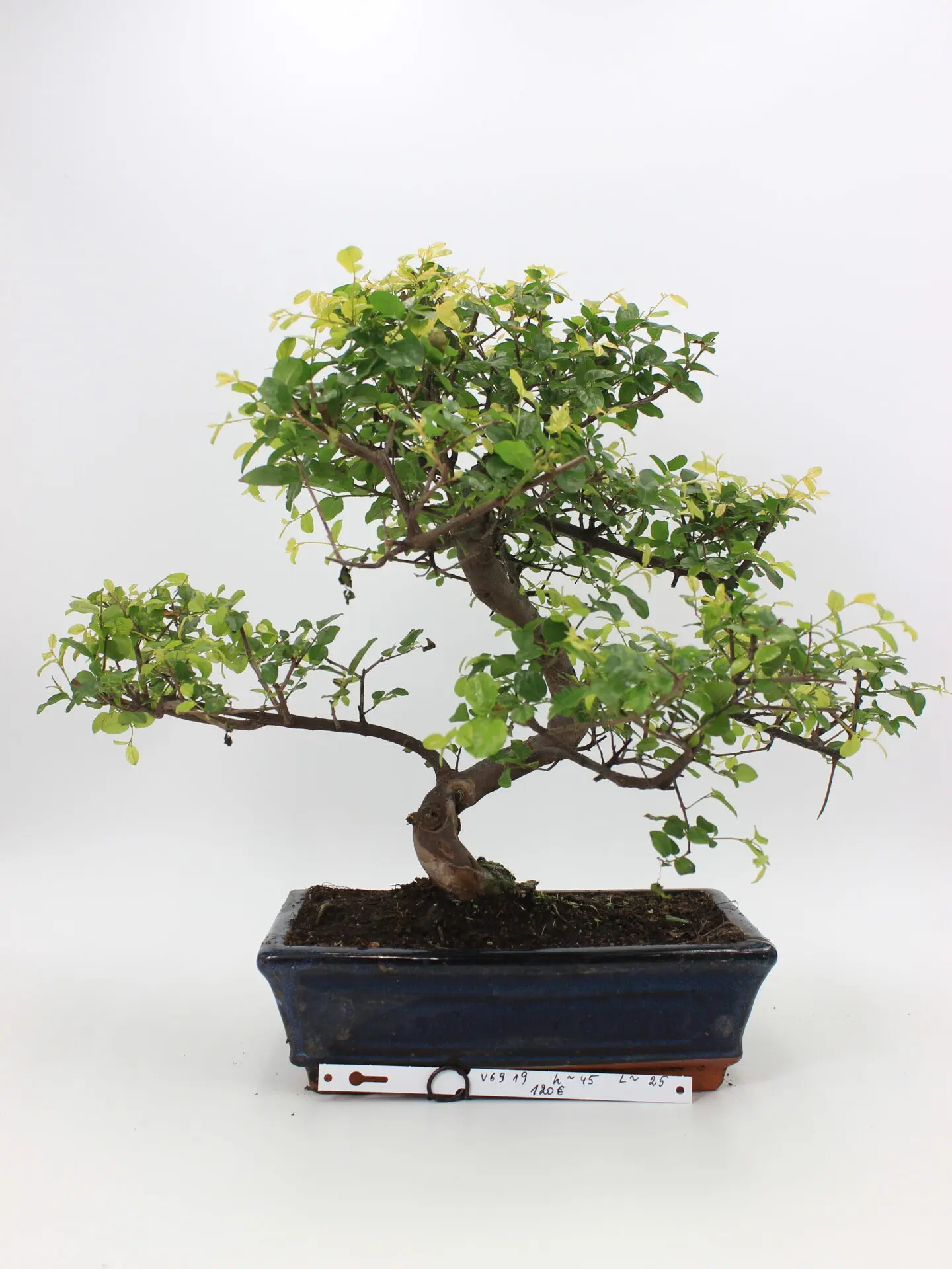 Kininė vyšnia bonsai sageretia
