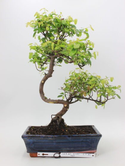 Kininė vyšnia bonsai sageretia