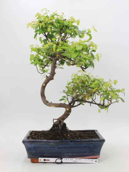 Kininė vyšnia bonsai sageretia