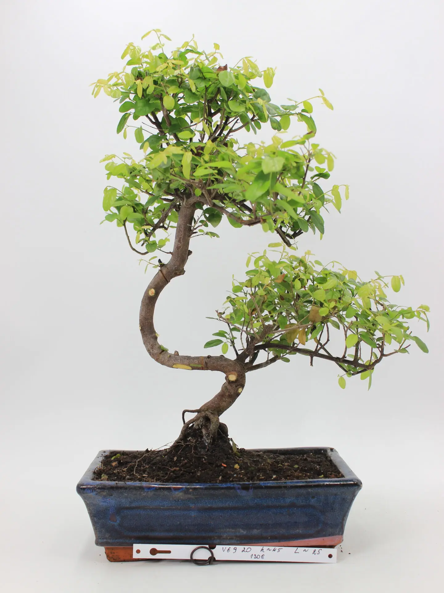 Kininė vyšnia bonsai sageretia