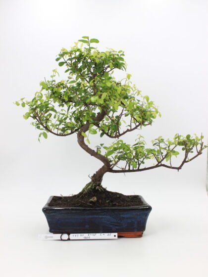 Kininė vyšnia bonsai sageretia