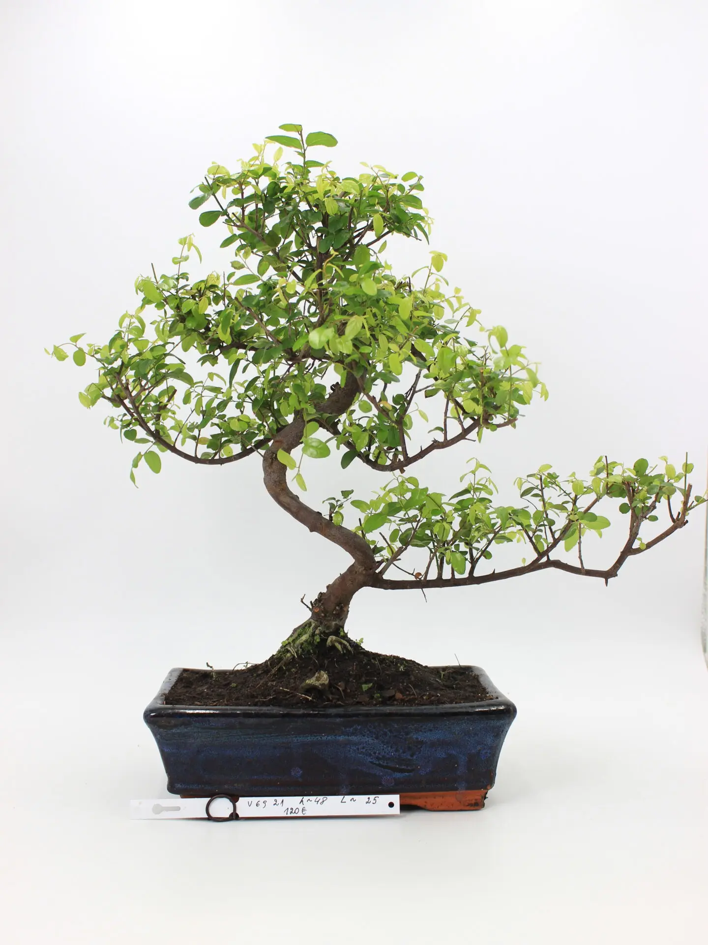 Kininė vyšnia bonsai sageretia