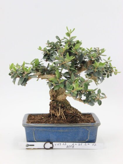 olea europea bonsai