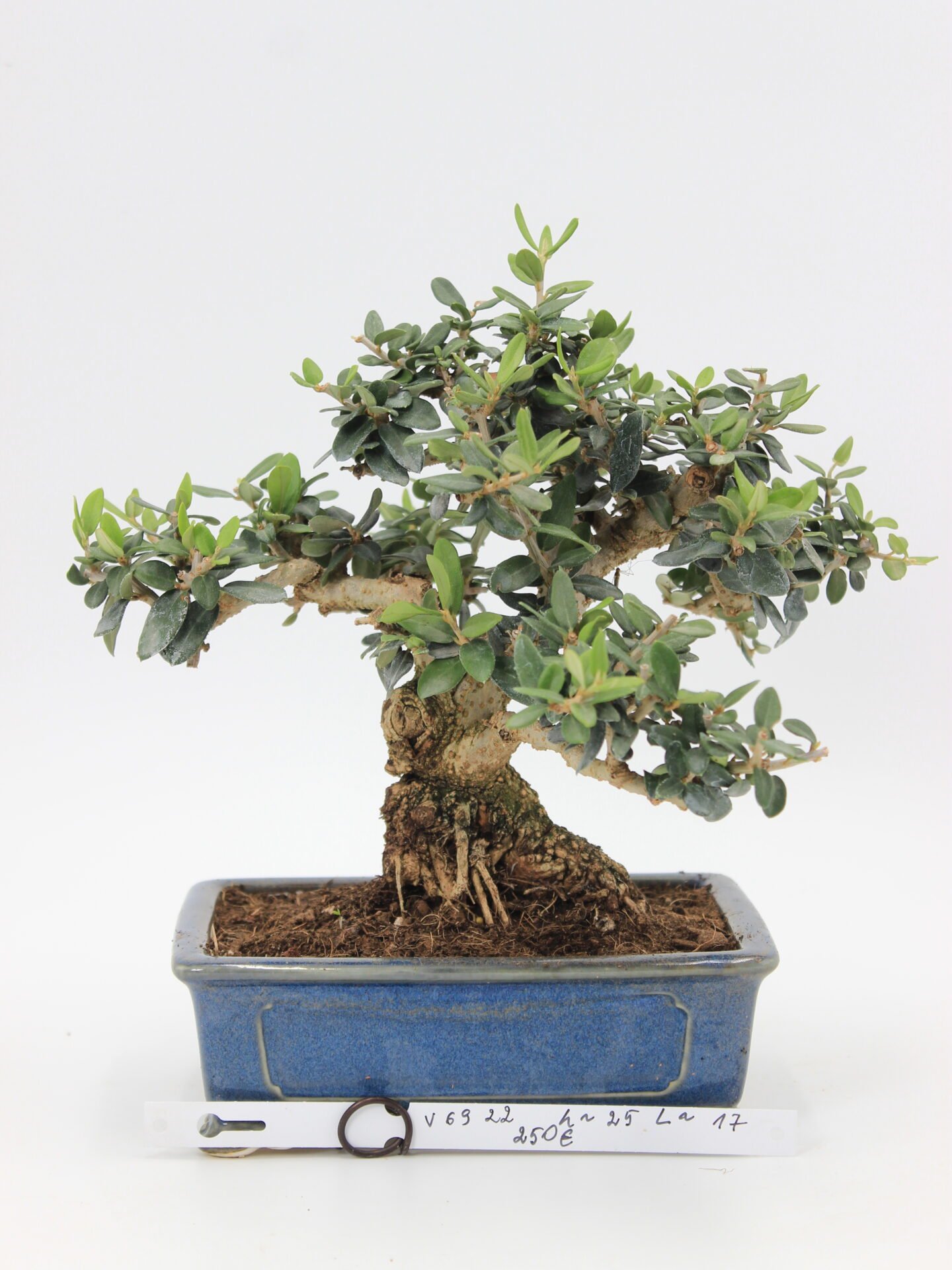 olea europea bonsai