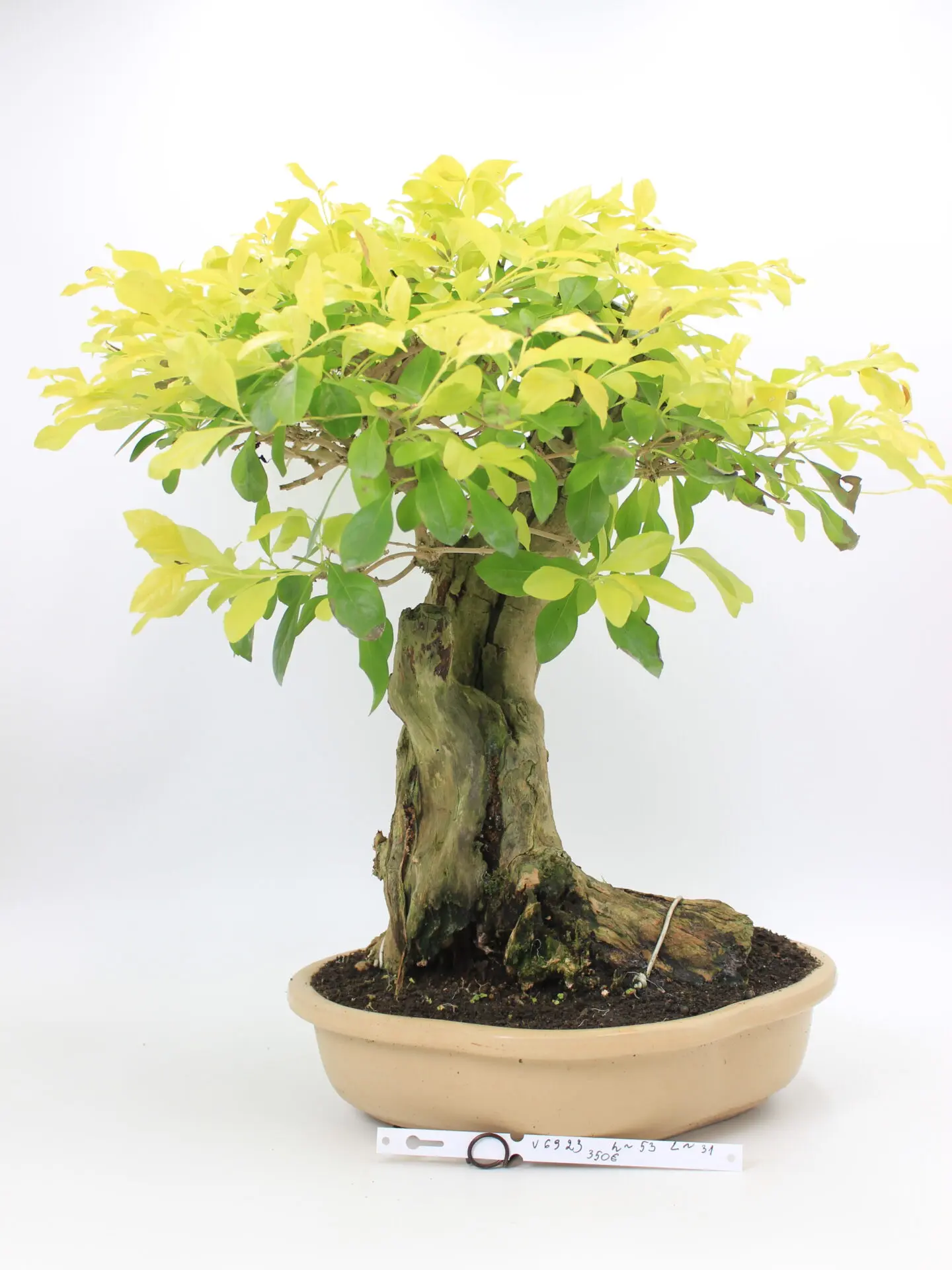 Durantha bonsai