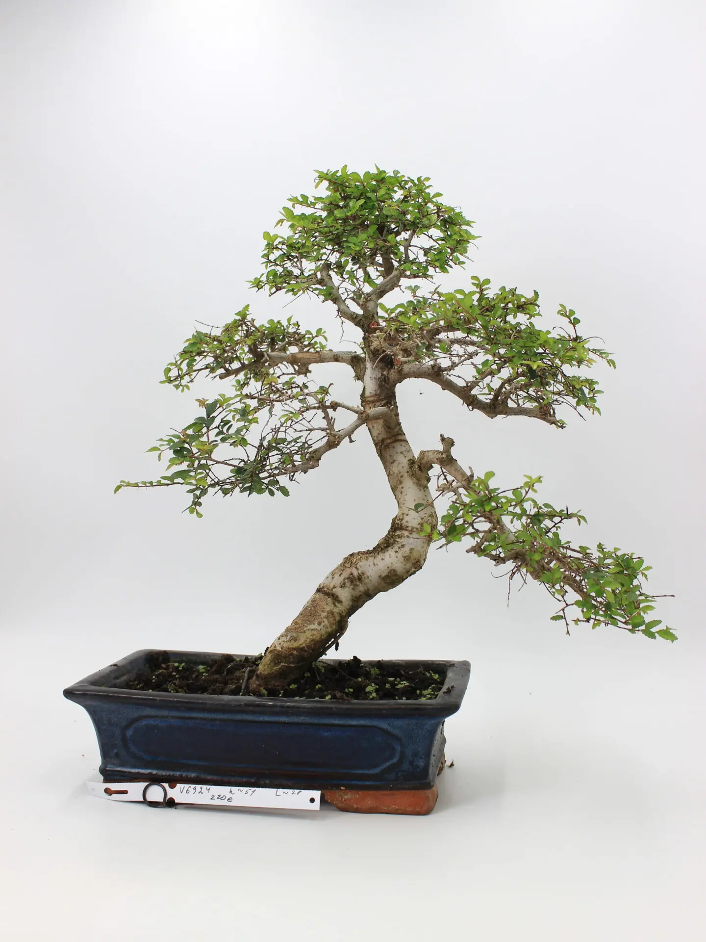 zelkova bonsai