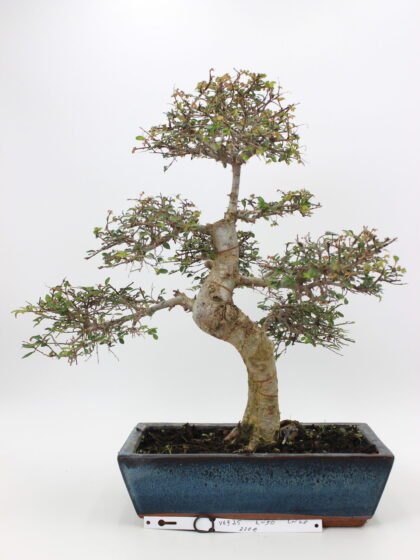 zelkova bonsai