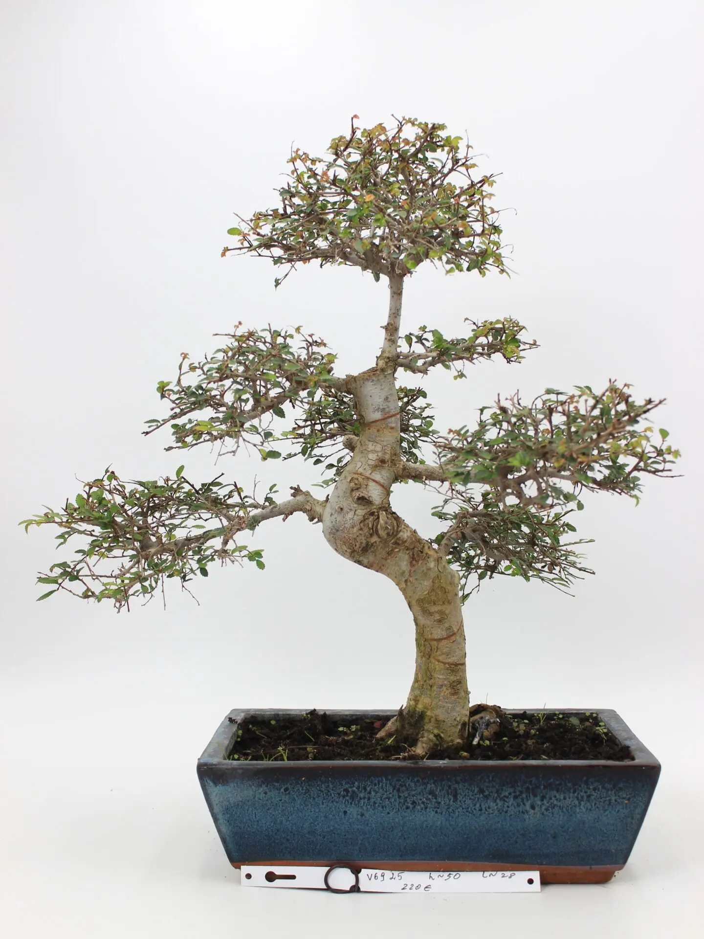zelkova bonsai