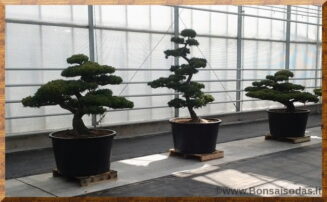 Sodo bonsai medžiai