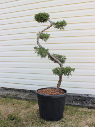 Juniperus Pfitzariana Aurea (kadagys)