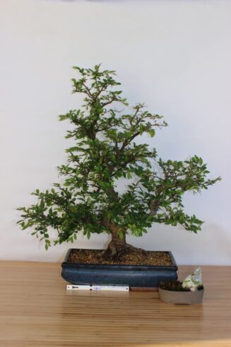 Zelkova Nire