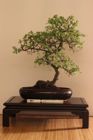 Zelkova Nire