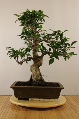 Ficus Retusa