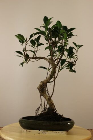 Ficus Retusa