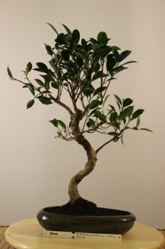 Ficus Retusa