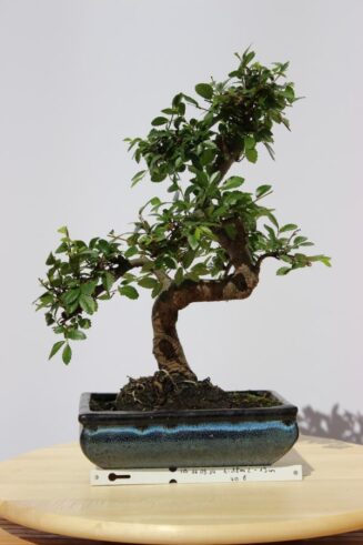 Zelkova Nire