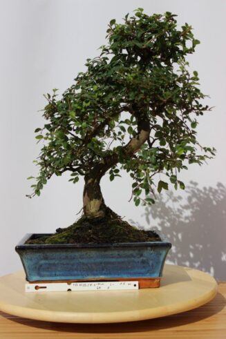 Zelkova Nire