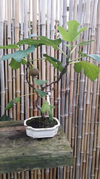 Ficus Carica (Figmedis)