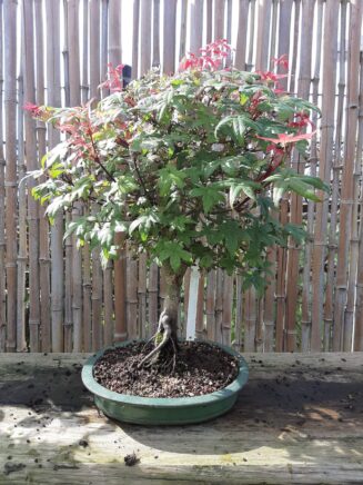 Acer Palmatum