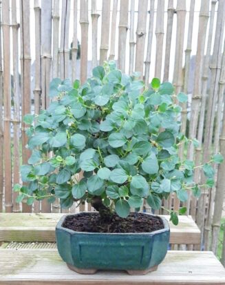 Cotoneaster horizontalis