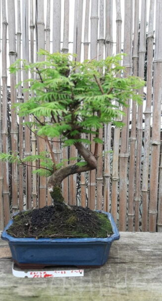 Metasequoia