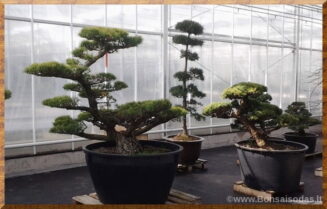 Sodo bonsai medžiai