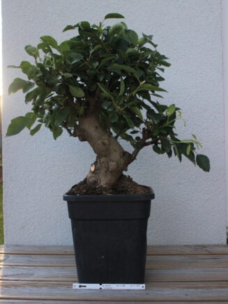 Malus domestica bonsai