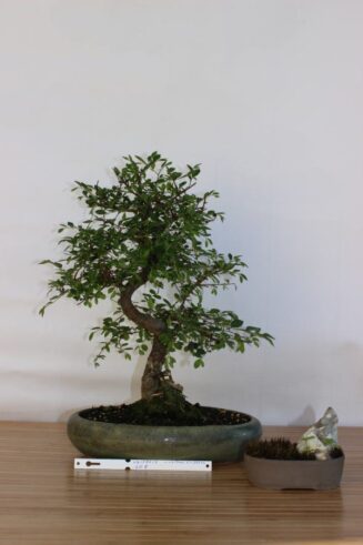 Zelkova Nire