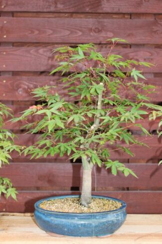 Acer Palmatum Katsura (Klevas) - Image 2