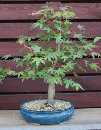 Acer Palmatum Katsura (Klevas) - Image 3