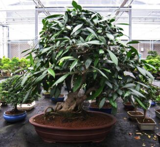 Ficus Amplas