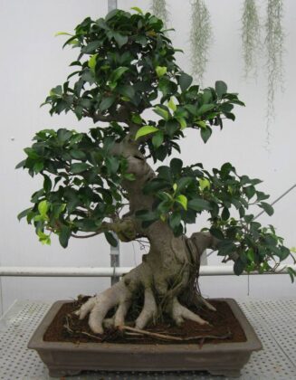 Ficus retusa