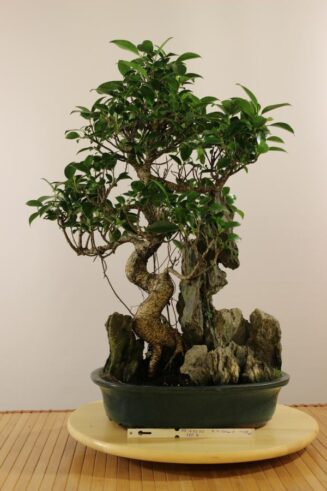 Ficus Retusa ant uolos