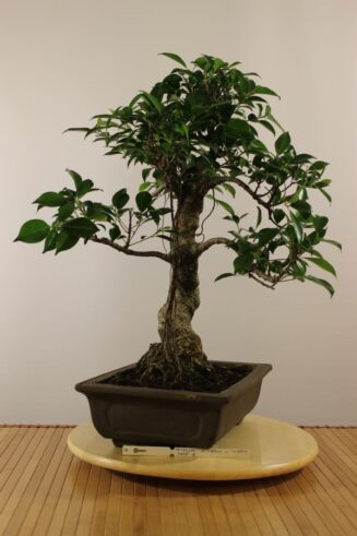 Ficus Retusa