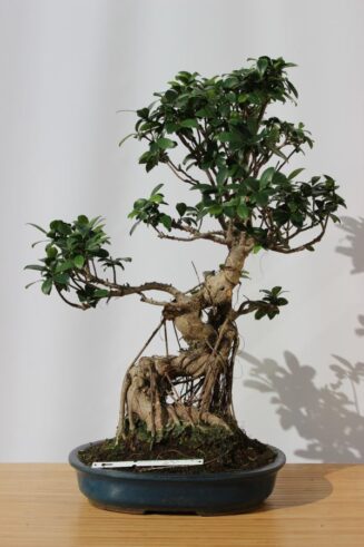 Ficus Indica