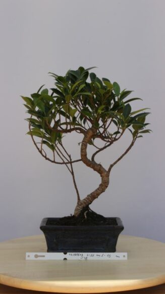 Ficus Retusa