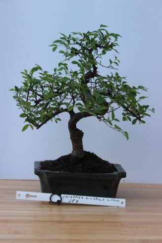 Zelkova Nire