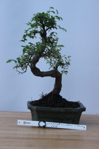 Zelkova Nire