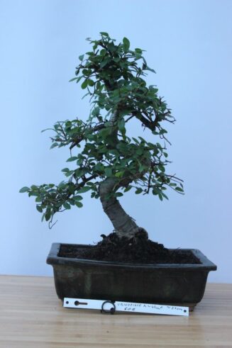 Zelkova Nire